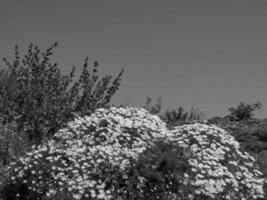 de eiland gozo foto