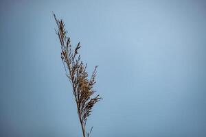 bloem van riet kanarie gras foto