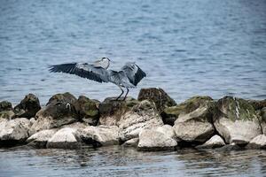 grijs reiger in vlucht Bij de noorden zee foto