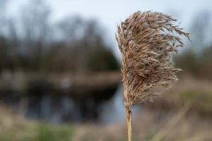 Moor landschap met grachten, riet en struiken foto