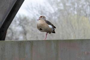 gans alopochen egyptiaca Aan roestig metaal ondersteuning foto