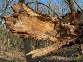 groot boom romp gebroken uit in de storm foto