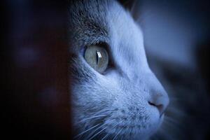 een detailopname foto van een kat met een aanbiddelijk van katten oog