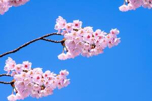 mooi kers bloesem sakura bloeiend tegen blauw lucht vol bloeien in voorjaar seizoen foto