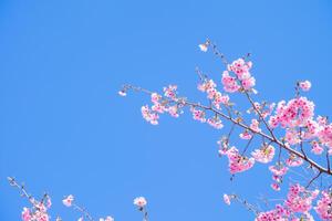 kers bloesems in Japan Aan blauw lucht achtergrond foto