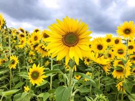 veld met zonnebloemen foto