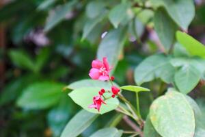 dichtbij omhoog van jatropha integerrima fabriek en bloem foto