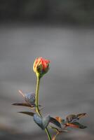 dichtbij omhoog van oranje roos bloem bloemknoppen Aan wazig achtergrond foto