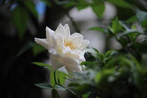 dichtbij omhoog van wit rozen met een wazig achtergrond, in voorkant van de terras van de huis foto