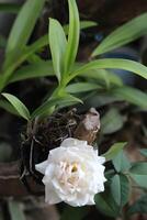 dichtbij omhoog van wit rozen in de buurt orchidee planten met een wazig achtergrond foto
