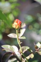 dichtbij omhoog van oranje roos bloem bloemknoppen Aan wazig achtergrond foto
