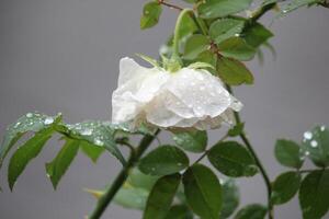 dichtbij omhoog van wit rozen verwelking in de regen met een wazig achtergrond foto
