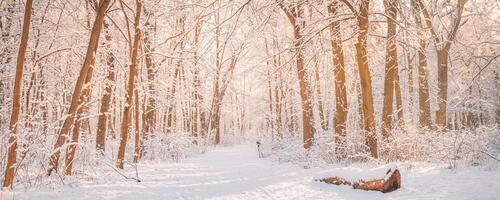 pittoreske visie fantastisch natuur winter sneeuw Woud Bij zonsondergang. besneeuwd bomen gedekt Aan ijzig avond. mooi winter panorama, zonlicht. verbazingwekkend pad, berg pad. majestueus natuur Woud wandeltocht foto