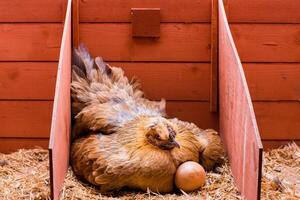 houdende rood kip incuberen eieren binnen zijn kooi foto