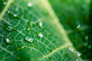 schoonheid in natuur. ontspannende zacht blauw groen kleuren, macro water druppels van dauw in ochtend- gloed in zonlicht. mooi blad structuur in natuur. natuurlijk achtergrond behang. idyllisch voorjaar zomer detailopname foto