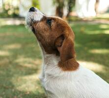 portret jack Russell terriër dichtbij omhoog in profiel in groen achtergrond foto