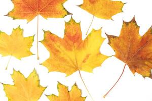gedaald helder geel oranje herfst esdoorn- blad Aan een wit achtergrond detailopname foto