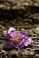 roze kleur van de bloemen van de koningin valt op lateriet stenen vloer foto