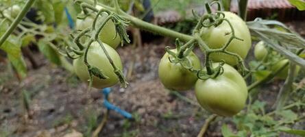 de tomaten zijn nog steeds jong foto