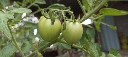 de tomaten zijn nog steeds jong foto