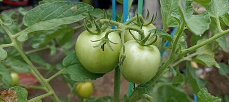 de tomaten zijn nog steeds jong foto