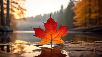 ai gegenereerd een levendig herfst kleurrijk esdoorn- blad in rood en geel kleuren. blad kleur droog park dichtbij illustratie Woud herfst, natuurlijk seizoen, buitenshuis tuin blad kleur droog park dichtbij foto