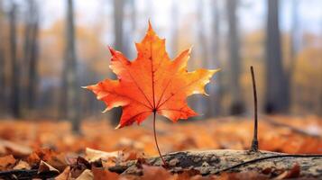 ai gegenereerd een levendig herfst kleurrijk esdoorn- blad in rood en geel kleuren. blad kleur droog park dichtbij illustratie Woud herfst, natuurlijk seizoen, buitenshuis tuin blad kleur droog park dichtbij foto