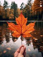 ai gegenereerd een levendig herfst kleurrijk esdoorn- blad in rood en geel kleuren. blad kleur droog park dichtbij illustratie Woud herfst, natuurlijk seizoen, buitenshuis tuin blad kleur droog park dichtbij foto