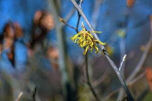 hamamelis tussenpersoon met geel bloemen dat bloeien in vroeg de lente. foto