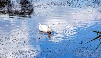 wit zwaan Aan de rivier. reflecties Aan de oppervlakte van de water. foto