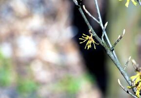 hamamelis tussenpersoon met geel bloemen dat bloeien in vroeg de lente. foto