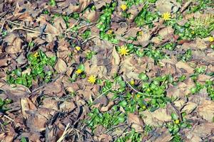 helder geel bloemen van ficaria verna tegen een achtergrond van groen bladeren in vroeg de lente. foto