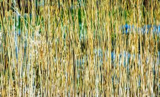 droog gras achtergrond. droog pluimen van miscanthus sinensis zwaaien in de wind in vroeg voorjaar foto