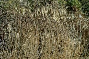 droog gras achtergrond. droog pluimen van miscanthus sinensis zwaaien in de wind in vroeg voorjaar foto