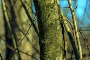 achtergrond en structuur van exochorda boom blaffen. foto