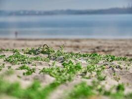 kust achtergrond. gras dichtbij visie macro foto, zand en zee, vakantie behang foto