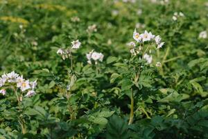 de aardappel bloemen zijn wit, wazig achtergrond de tuin van de natuurlijk groeit voorwaarden foto