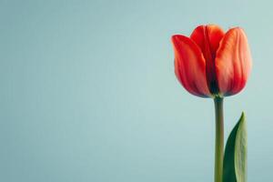 ai gegenereerd een single rood tulp staat hoog met haar levendig bloemblaadjes en groen stang, symboliseert de aankomst van de lente. foto