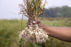 boer hand- Holding een bundel van vers knoflook, oogsten seizoen in de veld- foto