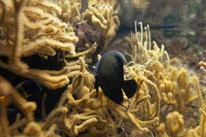 vissen in aquarium of reservoir onder water Aan vis boerderij foto