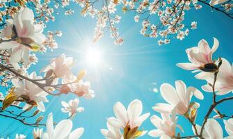 ai gegenereerd wit magnolia boom takken Laden met bloesems tegen een helder blauw lucht foto