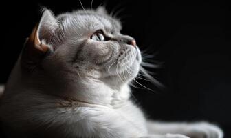 ai gegenereerd studio portret van een vorstelijk wit Schots vouwen kat Aan een donker achtergrond, ruimte voor tekst foto