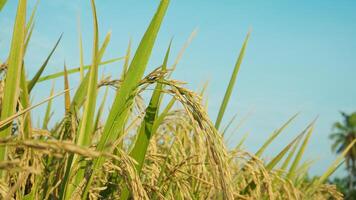 rijst- planten in rijst- velden in de droog seizoen zijn nu al geel en klaar naar worden geoogst door boeren foto