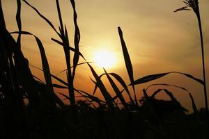 landelijk atmosfeer met gras en zonsondergang foto