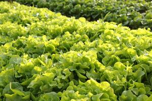 biologisch en niet giftig groente groeit Aan bodem. groente salade boerderij met mooi kleuren, schoon, vers en veilig. biologisch landbouw concept. gezond voedsel foto