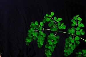 moringa bladeren Aan een zwart achtergrond foto