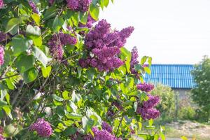 Afdeling van Purper lila tegen een achtergrond van blauw en Doorzichtig lucht, sier- struiken bloeiend in vroeg voorjaar foto