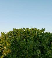 bundel van groen bladeren met blauw lucht achtergrond foto