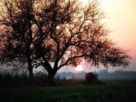 boom silhouet in de veld- Bij roze en oranje zonsondergang met zon foto