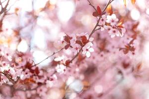 kers bloesems of sakura bloem bloeiend foto